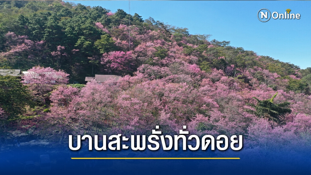 "พญาเสือโคร่ง"บานสะพรั่ง "ภูชี้ฟ้า" "พญาเสือโคร่ง"บานสะพรั่ง "ภูชี้ฟ้า"