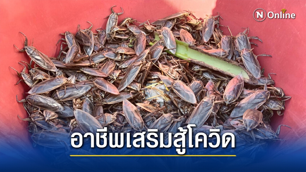 ชาวบ้านแห่ทำอาชีพเสริมสู้โควิด19 จับแมงดานาขายสร้างรายได้นับหมื่น ชาวบ้านแห่ทำอาชีพเสริมสู้โควิด19 จับแมงดานาขายสร้างรายได้นับหมื่น
