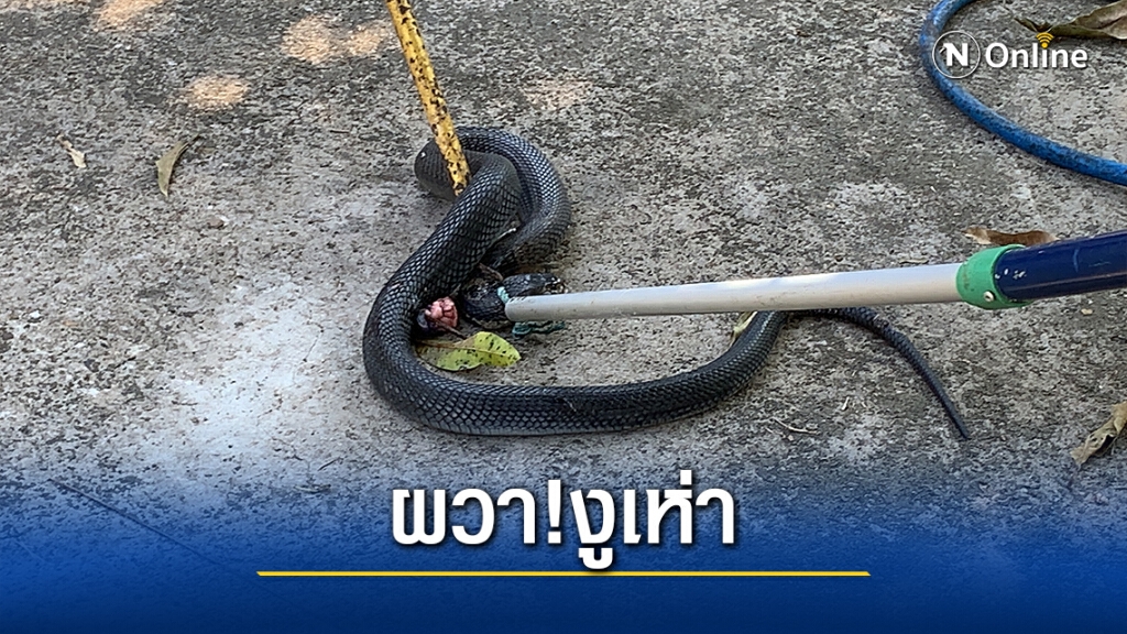 ชาวบ้านผวางูเห่ายาวกว่า1เมตรเข้าบ้าน เรียกกู้ภัยช่วยจับ ชาวบ้านผวางูเห่ายาวกว่า1เมตรเข้าบ้าน เรียกกู้ภัยช่วยจับ