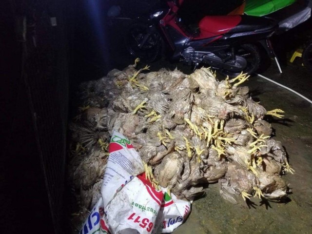 น้ำป่าทะลักท่วมฟาร์มไก่ตายกว่า 600 ตัว