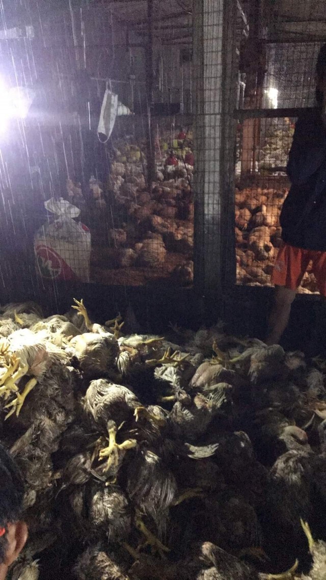 น้ำป่าทะลักท่วมฟาร์มไก่ตายกว่า 600 ตัว