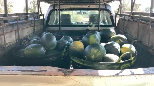 มทบ.21รับซื้อแตงโมเกษตรกร ช่วยบรรเทาผลกระทบโควิด19