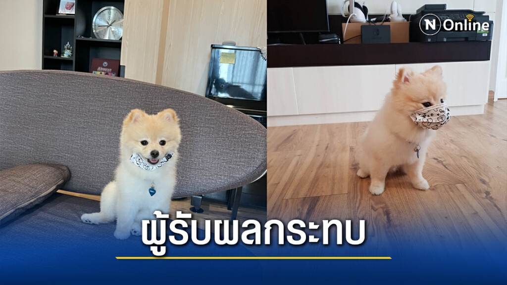 คนสามารถแพร่เชื้อไวรัสโควิดสู่สัตว์เลี้ยงได้ คนสามารถแพร่เชื้อไวรัสโควิดสู่สัตว์เลี้ยงได้