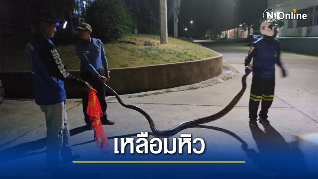 งูเหลือมยักษ์หิวโซออกจากป่าหากินหน้าอาคารเรียน