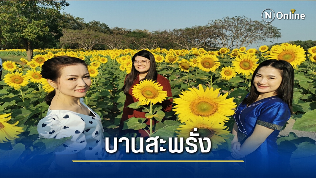 "ทุ่งดอกทานตะวัน"แลนด์มาร์คแห่งใหม่ "ทุ่งดอกทานตะวัน"แลนด์มาร์คแห่งใหม่
