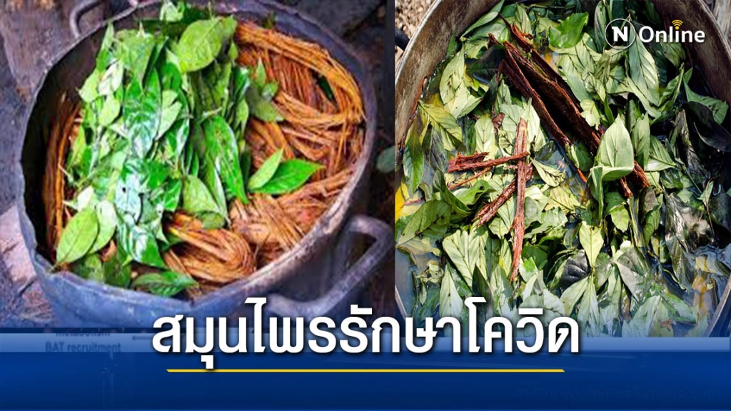 ใช้อายาวัสก้าสมุนไพรโบราณของชาวเปรูรักษาโควิด -19