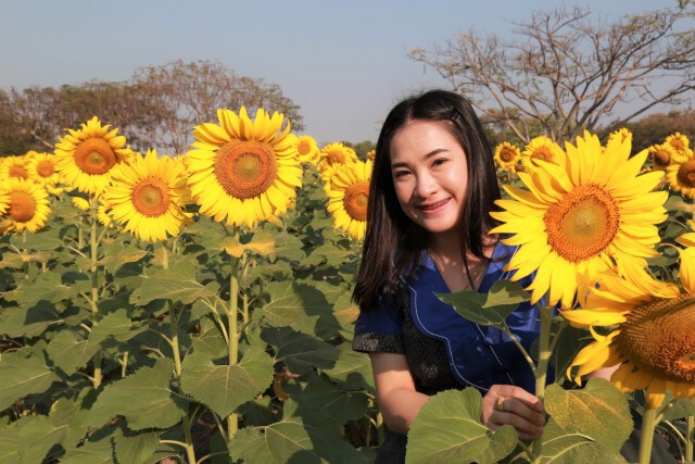 "ทุ่งดอกทานตะวัน"แลนด์มาร์คแห่งใหม่