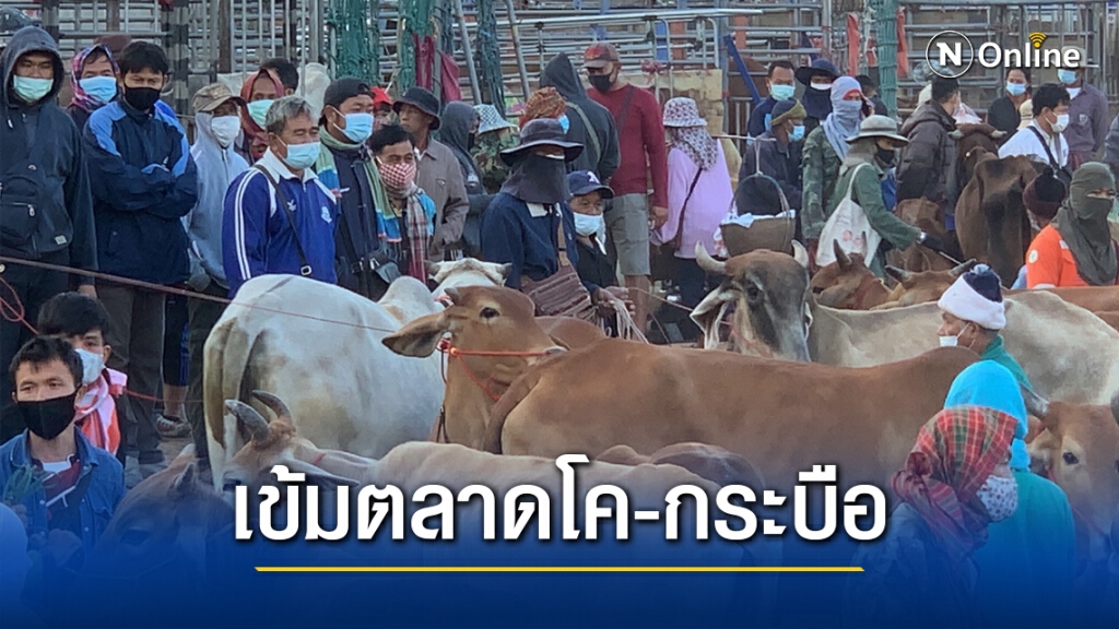 คุมเข้มตลาดนัดโค-กระบือ หวั่นโควิดระบาด