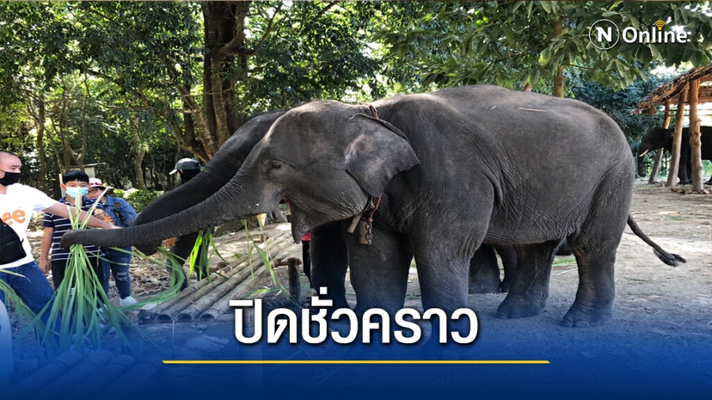 พิษโควิด"บ้านเพาะช้าง"ปิดไม่มีกำหนด พิษโควิด"บ้านเพาะช้าง"ปิดไม่มีกำหนด