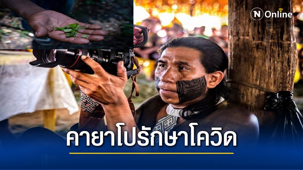 ชนเผ่าคายาโปใช้เครื่องดื่มทำจากเถาวัลย์รักษาโควิด-19 ชนเผ่าคายาโปใช้เครื่องดื่มทำจากเถาวัลย์รักษาโควิด-19