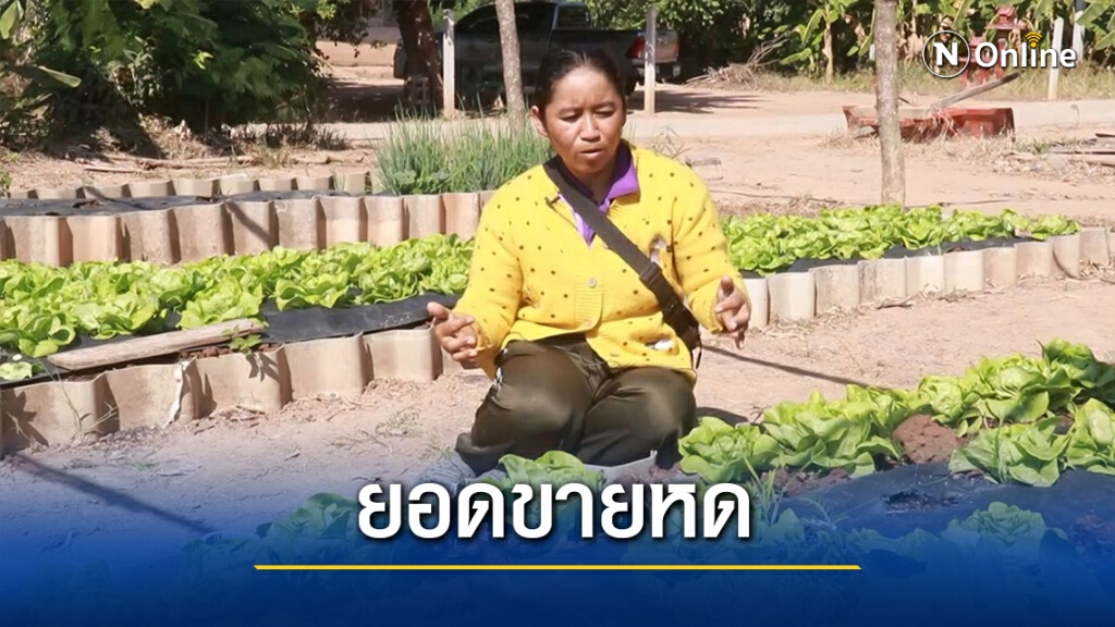 โอด! ยอดขายผัดสลัดหายกว่าครึ่ง โอด! ยอดขายผัดสลัดหายกว่าครึ่ง