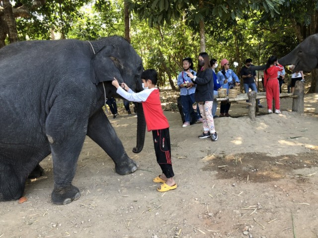 พิษโควิด"บ้านเพาะช้าง"ปิดไม่มีกำหนด