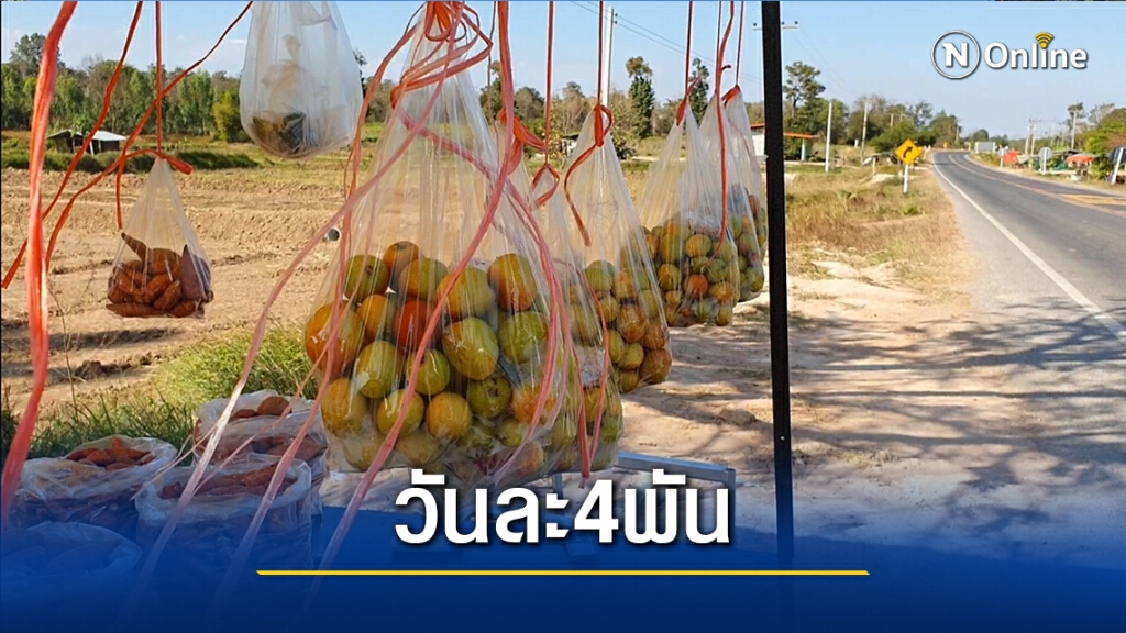 เกษตรกรโคราช ปลูกพุทราสามรส สร้างรายได้เสริมวันละ4พัน เกษตรกรโคราช ปลูกพุทราสามรส สร้างรายได้เสริมวันละ4พัน