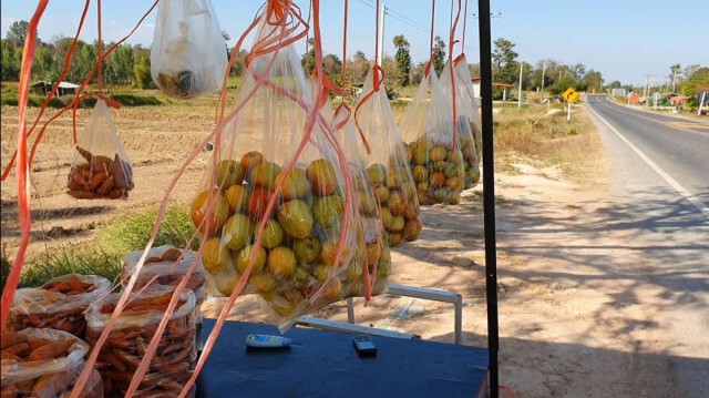เกษตรกรโคราช ปลูกพุทราสามรส สร้างรายได้เสริมวันละ4พัน