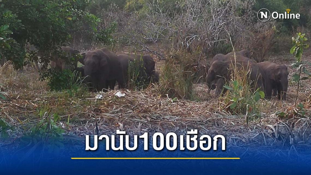 ทนไม่ไหว ชาวบ้านทองผาภูมิร้องสื่อ หลังช้างป่าร่วม 100 เชือก ทำลายพืชไร่