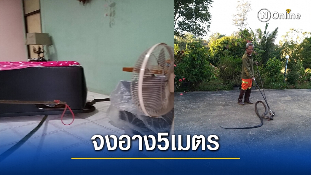 ชาวบ้านผวา จงอาง5เมตรหนีหนาวขดซุกใต้เตียง แจ้งกู้ภัยช่วยจับ ชาวบ้านผวา จงอาง5เมตรหนีหนาวขดซุกใต้เตียง แจ้งกู้ภัยช่วยจับ