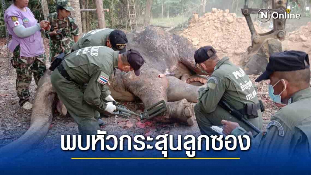 ผ่าซากช้างป่ากุยบุรีหลังเจ็บหนัก เจอหัวกระสุนลูกซองเบอร์ 12 ฝัง 40 เม็ด