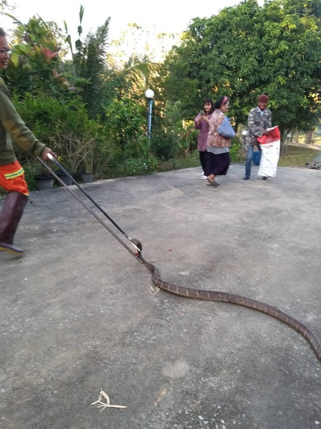 ชาวบ้านผวา จงอาง5เมตรหนีหนาวขดซุกใต้เตียง แจ้งกู้ภัยช่วยจับ