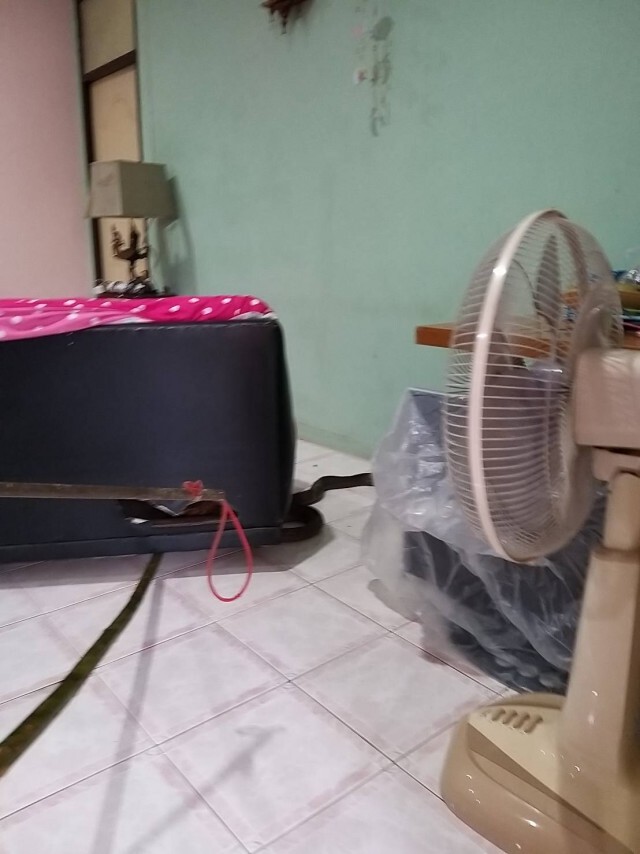 ชาวบ้านผวา จงอาง5เมตรหนีหนาวขดซุกใต้เตียง แจ้งกู้ภัยช่วยจับ