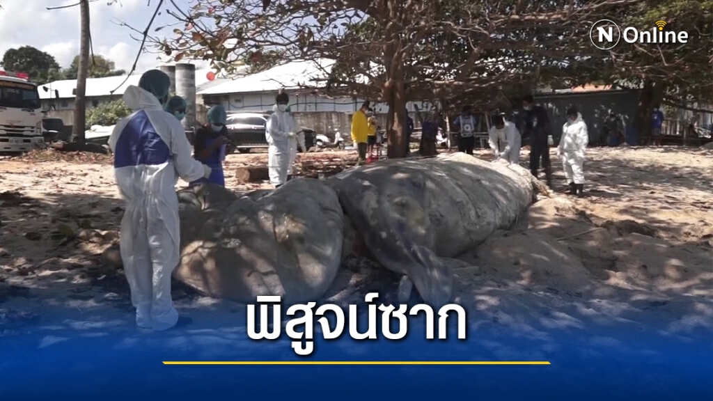 ผลผ่าพิสูจน์ซากวาฬบรูด้า  คาดว่าน่าจะป่วยตาย