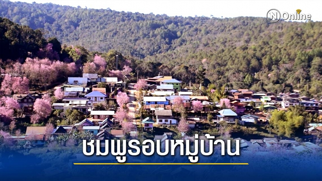 "ชมพู"ทั่วบ้านใหม่ร่องกล้า" "ชมพู"ทั่วบ้านใหม่ร่องกล้า"