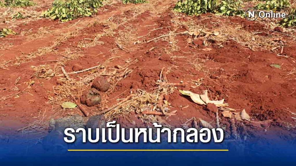 โขลงช้างกว่า 20 ตัวบุกไร่ขนุนราบเป็นหน้ากลอง โขลงช้างกว่า 20 ตัวบุกไร่ขนุนราบเป็นหน้ากลอง