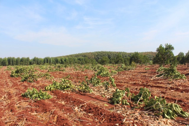 โขลงช้างกว่า 20 ตัวบุกไร่ขนุนราบเป็นหน้ากลอง