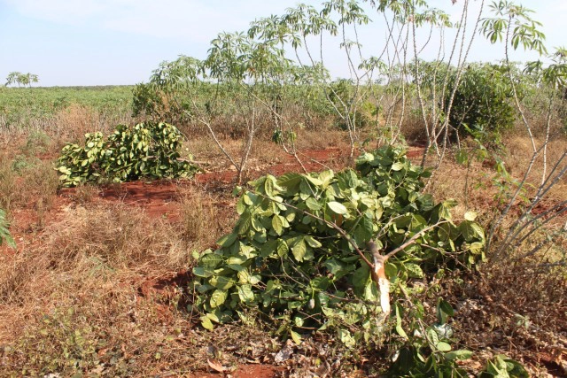 โขลงช้างกว่า 20 ตัวบุกไร่ขนุนราบเป็นหน้ากลอง