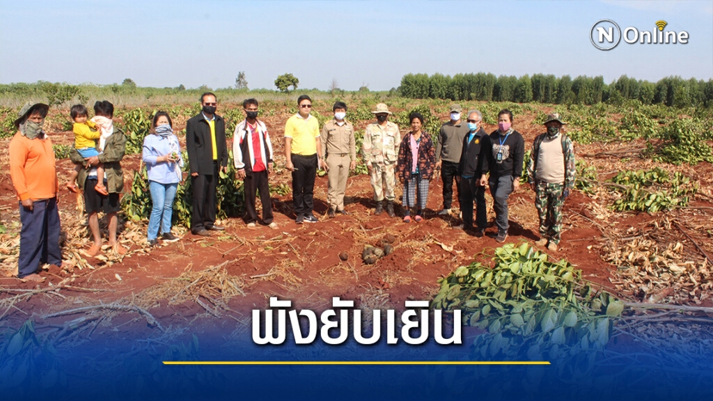 จัดชุดเฝ้าระวังช้างป่าทับลาน หลังสวนขนุนถูกพังยับกว่า 20 ไร่ จัดชุดเฝ้าระวังช้างป่าทับลาน หลังสวนขนุนถูกพังยับกว่า 20 ไร่