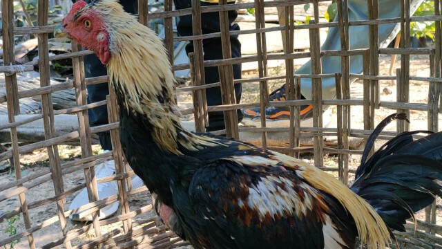 รวบ 2 โจรแสบย่องขโมยไก่ชนภาพวงจรปิดมัดแน่น