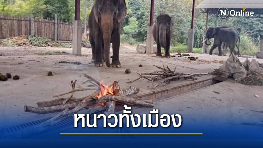 เชียงใหม่ยะเยือกก่อกองไฟคลายหนาวให้ช้าง