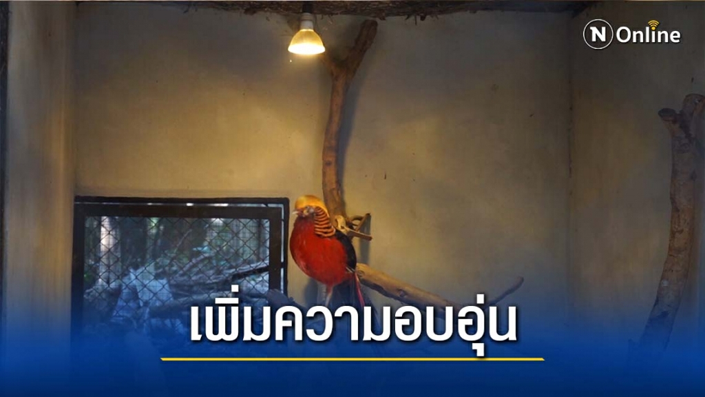 "เชียงใหม่ไนท์ซาฟารี"เพิ่มมาตรการสร้างความอบอุ่นให้สัตว์ "เชียงใหม่ไนท์ซาฟารี"เพิ่มมาตรการสร้างความอบอุ่นให้สัตว์