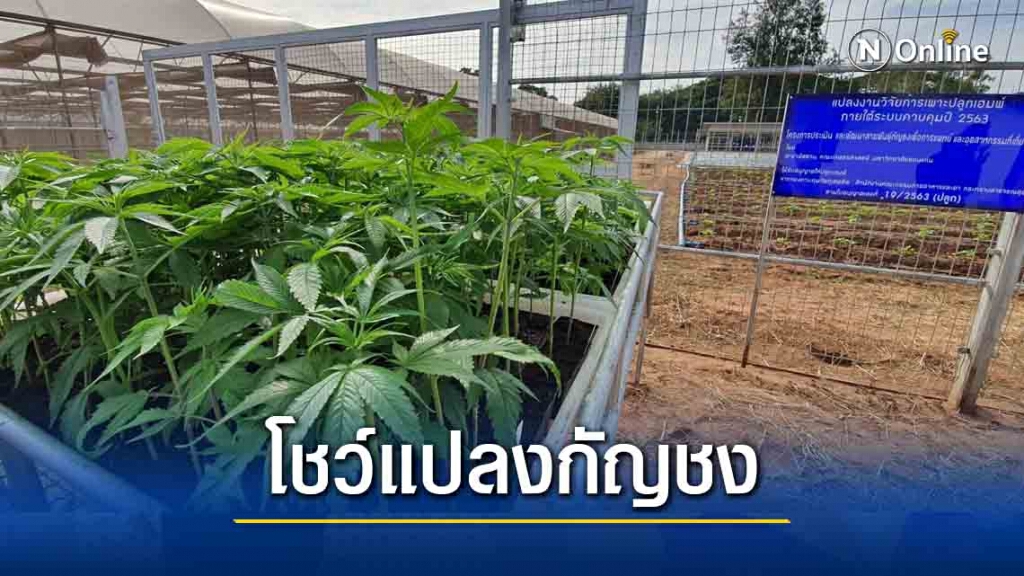 มข.นำร่องทดลองปลูกกัญชงแห่งแรกในอีสาน มข.นำร่องทดลองปลูกกัญชงแห่งแรกในอีสาน