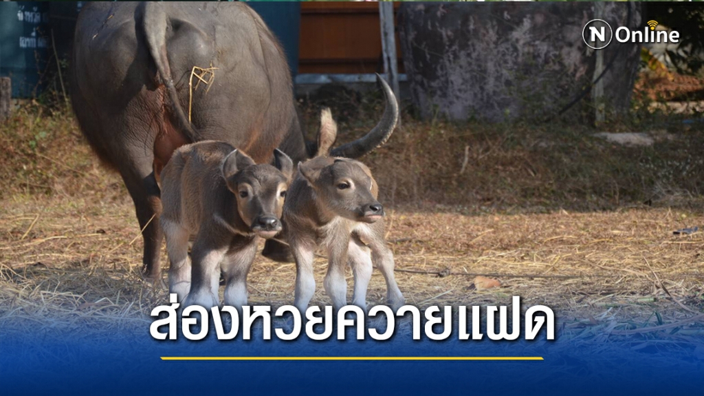 ชาวกาฬสินธุ์ฮือฮา ควายตกลูกแฝดชาวบ้านแห่ตีเลขเด็ด ชาวกาฬสินธุ์ฮือฮา ควายตกลูกแฝดชาวบ้านแห่ตีเลขเด็ด