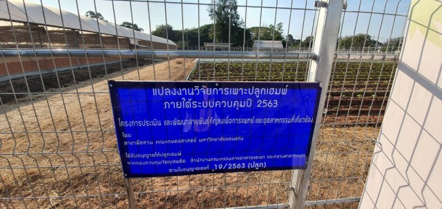 มข.นำร่องทดลองปลูกกัญชงแห่งแรกในอีสาน