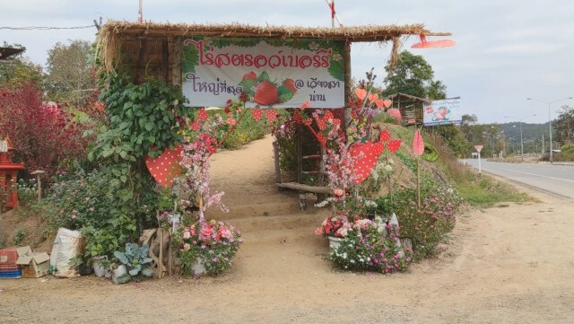 พิษโควิด-เจ้าไร่สตรอเบอร์รี่ร้องรัฐช่วยเหลือ