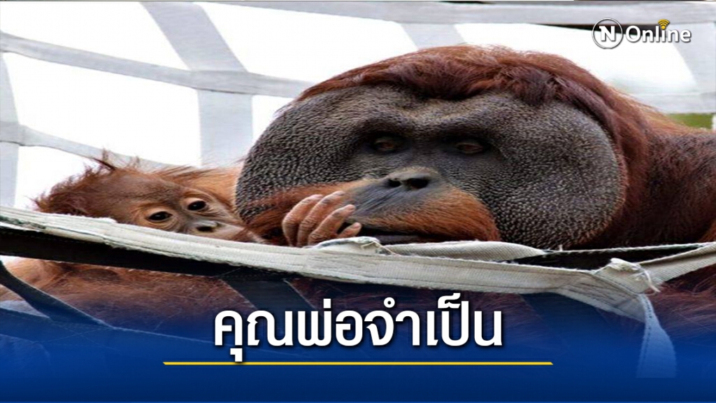 พ่อลิงต้องเลี้ยงลูกเอง (มีคลิป) พ่อลิงต้องเลี้ยงลูกเอง (มีคลิป)