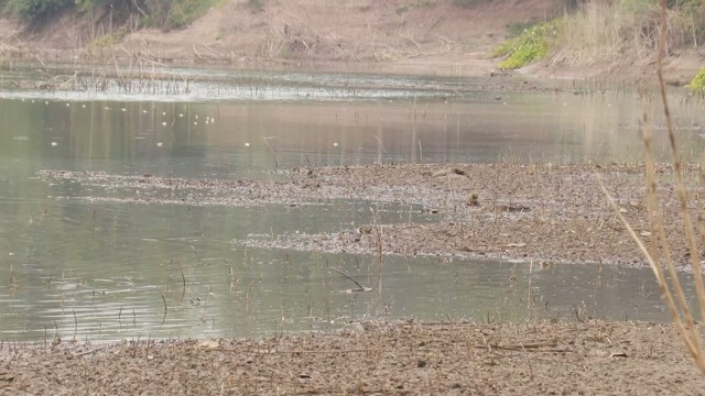 เกษตรกรพิจิตรเร่งสูบน้ำ-หลังแม่น้ำยมแห้งขอด