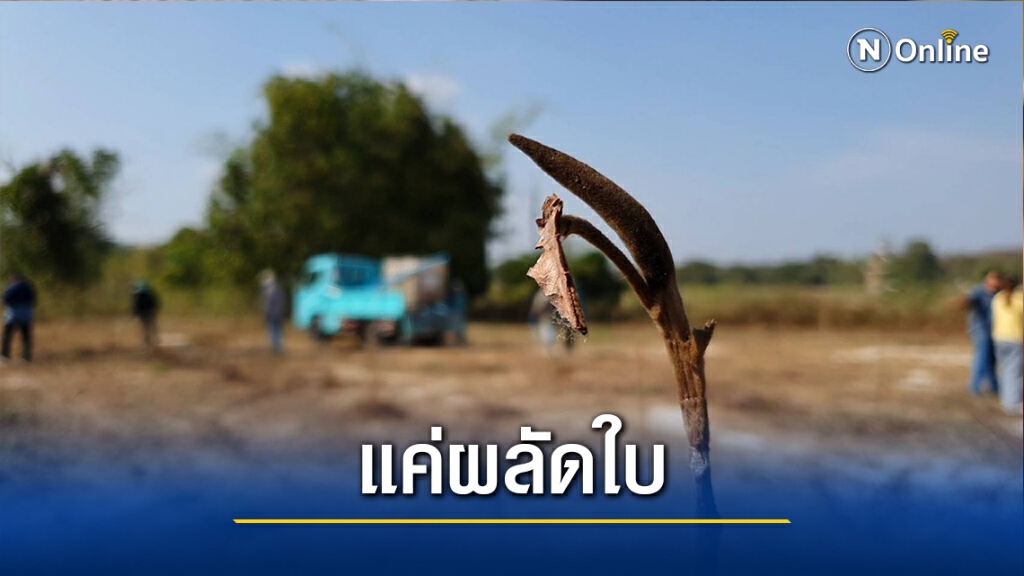 แจงต้นไม้"บิ๊กป้อม-ฌอน"แห้งเหี่ยว-แค่ผลัดใบ