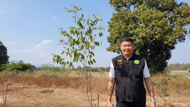 แจงต้นไม้"บิ๊กป้อม-ฌอน"แห้งเหี่ยว-แค่ผลัดใบ