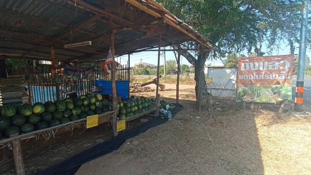 โควิดทำพิษ แม่ค้าแตงโมริมทางขายไม่ได้ คนส่วนใหญ่ไม่เดินทางผ่าน