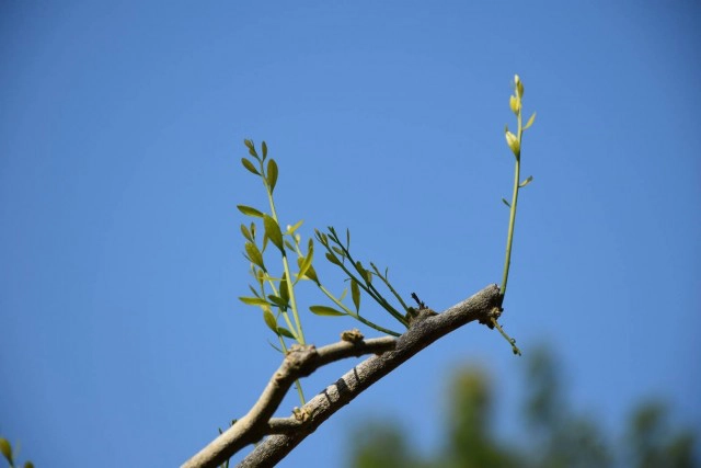 ซิกเนเจอร์"ก๋วยเตี๋ยวผักหวานป่า"แห่งเดียวของภาคเหนือ