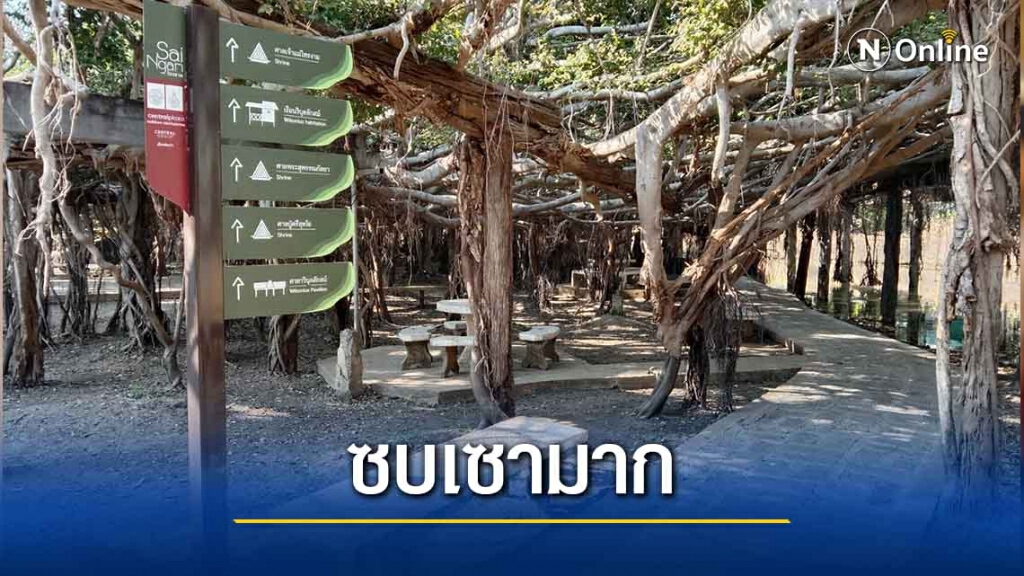 อุทยานไทรงามพิมายซบเซาพ่อค้า-แม่ค้าขาดรายได้ อุทยานไทรงามพิมายซบเซาพ่อค้า-แม่ค้าขาดรายได้