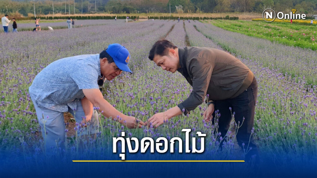 เที่ยวชมทุ่งลาเวนเดอร์ใหญ่สุดวังน้ำเขียว เที่ยวชมทุ่งลาเวนเดอร์ใหญ่สุดวังน้ำเขียว