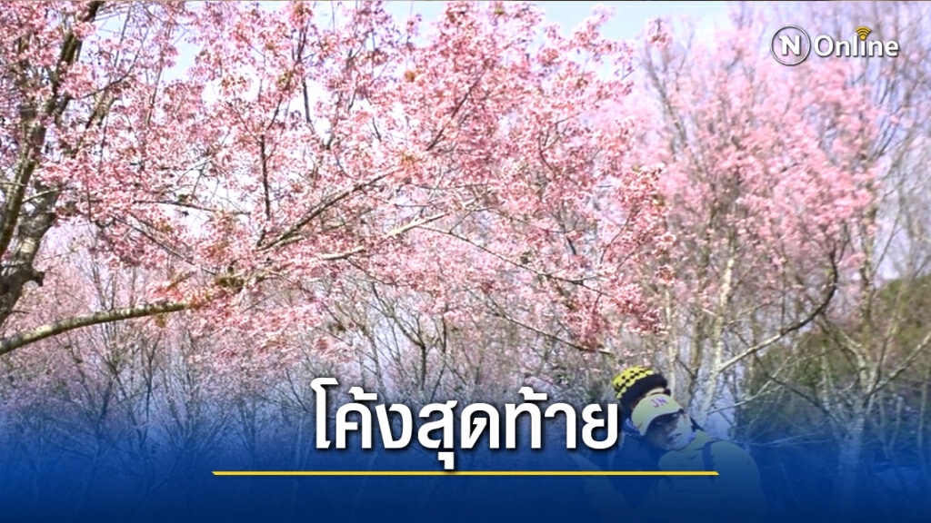 โค้งสุดท้าย! ชมดอกนางพญาเสือโคร่งบนภูลมโล โค้งสุดท้าย! ชมดอกนางพญาเสือโคร่งบนภูลมโล