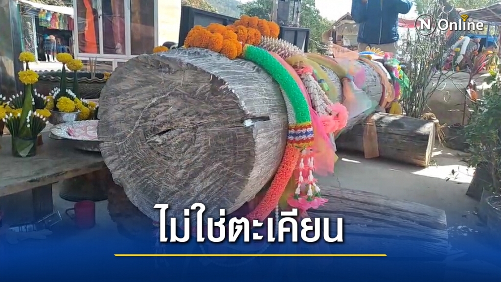 ไม้ตะเคียนบ้านลุงพล ที่แท้เป็นไม้มะค่าแต้ ไม้ตะเคียนบ้านลุงพล ที่แท้เป็นไม้มะค่าแต้