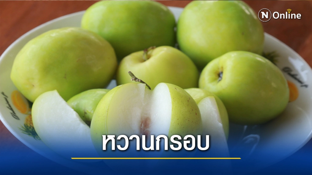 ปลูก"พุทราน้ำอ้อย"สร้างรายได้งาม ปลูก"พุทราน้ำอ้อย"สร้างรายได้งาม