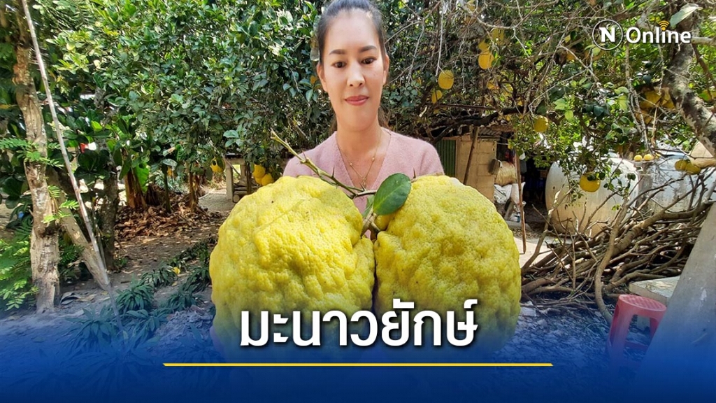 ฮือฮา! "มะนาวยักษ์" ผลใหญ่กว่าส้มโอ ฮือฮา! "มะนาวยักษ์" ผลใหญ่กว่าส้มโอ