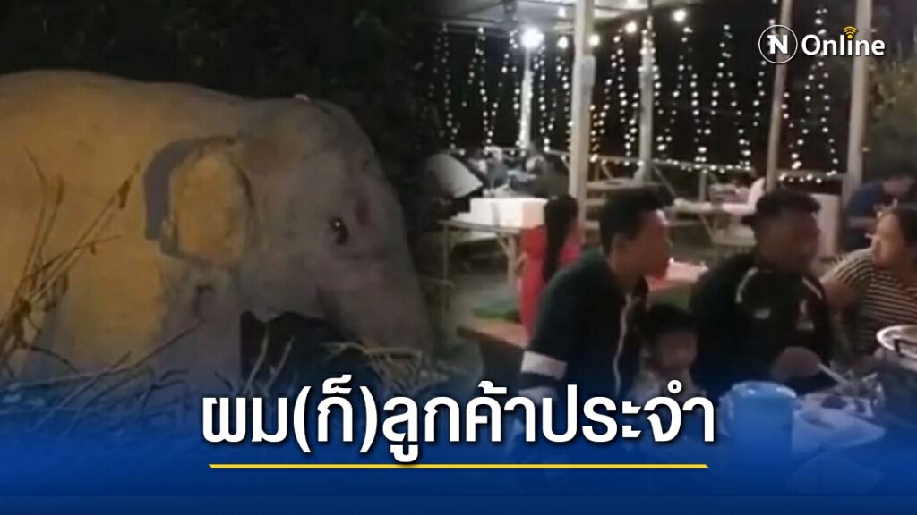เล่นเอาวงแตก! เหตุช้างป่าบุกร้านหมูกระทะ ทำเอาลูกค้าวิ่งหนีแตกตื่นไปทั้งร้าน