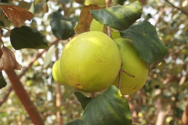 ปลูก"พุทราน้ำอ้อย"สร้างรายได้งาม